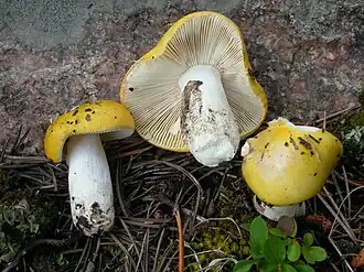 Gele berkenrussula