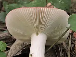 De lamellen hebben vaak een fijne zaagsnede