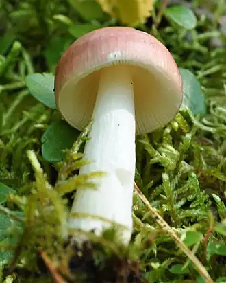 Roze berkenrussula