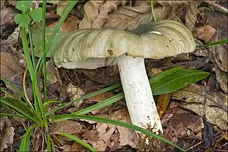 Vorkplaatrussula