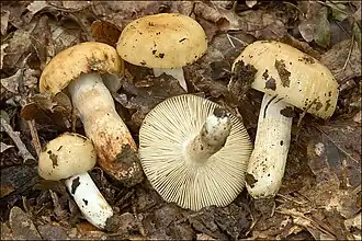 Amandelrussula