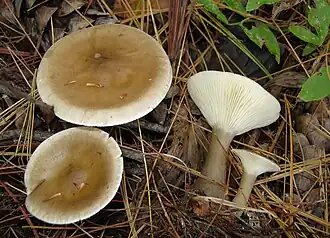 clitocybe clavipes