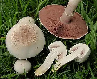 Karbolchampignon