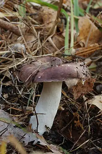 Duinbosrussula