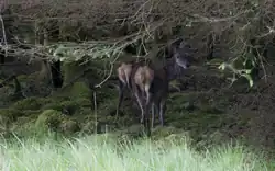 Herten in Glen Etive