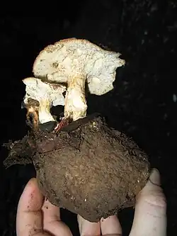 Vruchtlichamen uit een sclerotium van de franjeporiezwam