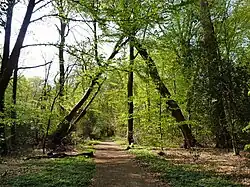 Bospad in het Neuenburger Urwald