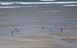Steltlopers op het strand van Balnakeil Bay