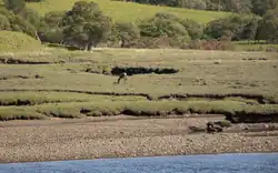 Hert bij Kyle of Tongue