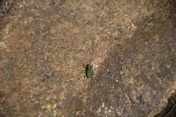 Een groene zandloopkever in de vallei