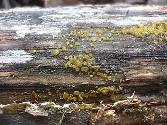 Gerimpelde druppelzwam