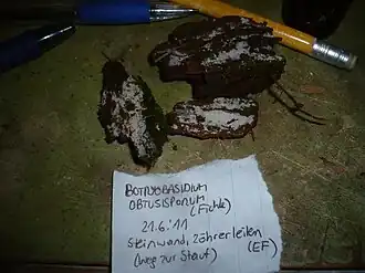 Stompsporig trosvlies