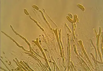 Dacrymyces chrysospermus