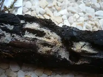 Spatelharig elfendoekje