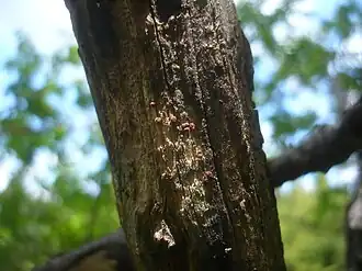 Perrotia (schimmelgeslacht)