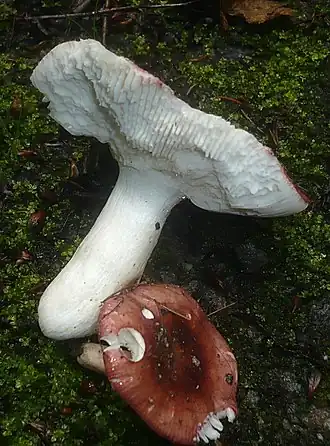 Schotelrussula