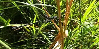 Lestes amicus