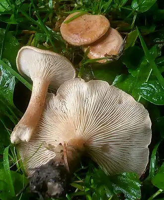 Clitocybe costata