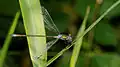 Gewone pantserjuffer (Lestes sponsa) ♂