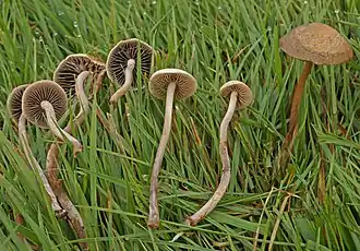 Gezoneerde vlekplaat