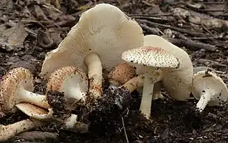 Spitsschubbige parasolzwam