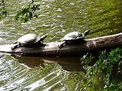 Schildpadden bij het Zwanemeer