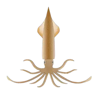 Heterololigo bleekeri