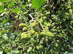 Elzenproppen (de vrouwelijke bloeiwijzen)