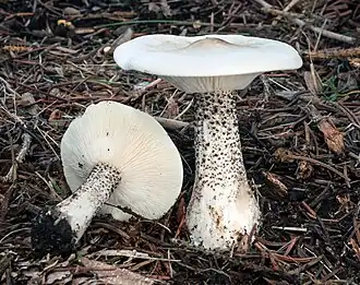 Spikkelsteelveldridderzwam