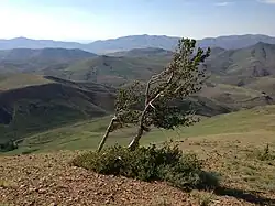 Enkele andere Krummholz asgrijze dennen in de Independence Mountains in de Amerikaanse staat Nevada