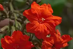 Bloem van de sebestenboom in close-up (Dakar, Senegal, juni 2013)
