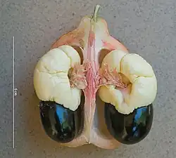 Zaadmantel van Blighia sapida