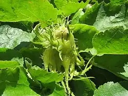 De hazelnoten groeien dicht op elkaar in clusters