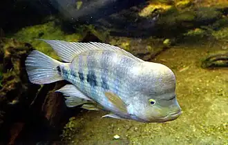 Amphilophus amarillo