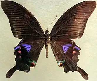 Papilio arcturus