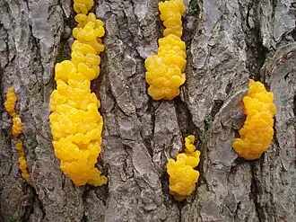 Dacrymyces chrysospermus