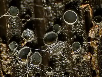 Zwart uitbreekkommetje