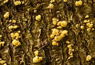 Beukenschorsbekertje