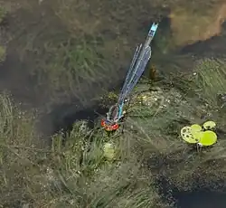 Een kleine roodoogjuffer op Potametea-vegetatie