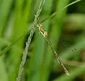 Tengere pantserjuffer (Lestes virens) ♀