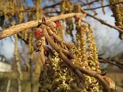 Mannelijke en vrouwelijke bloeiwijzen