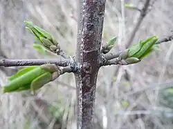 Loodrechte zijtakken
