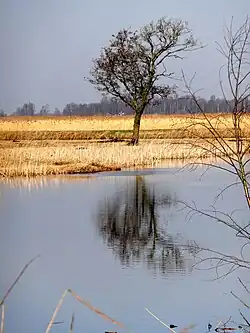 Roomsloot (halverwege N333 en Nederland)