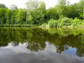 Zwolse Vaart in het Voorster bos