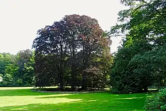 Monumentale beukengroep in Park Zypendaal