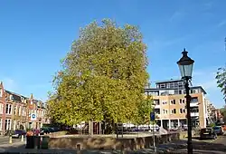 De plataan aan de Schimmelpenninckstraat in Amersfoort