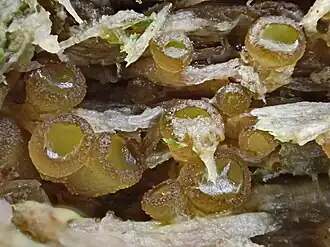 Gesteeld spikkelschijfje