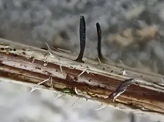 Draadsporig stengeltongetje