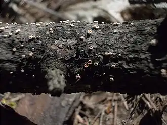 Larikskankerviltkelkje