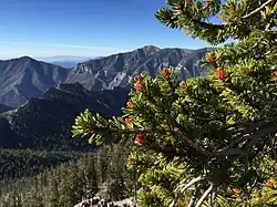 Loof en dennenappels. Boom in de Spring Mountains, Mount Charleston Wilderness.